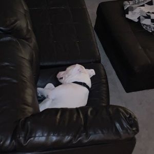 Meet your Posher, Tara